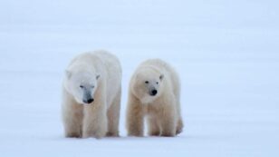 Polar Bear Week Is Almost Here