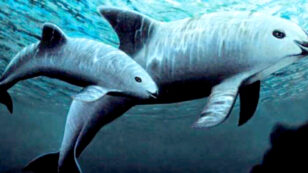 U.S. Navy-Trained Dolphins to Round Up Nearly Extinct Vaquita in Controversial Plan