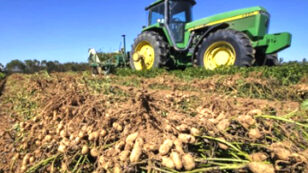 City Slickers Harvest Cash Crop