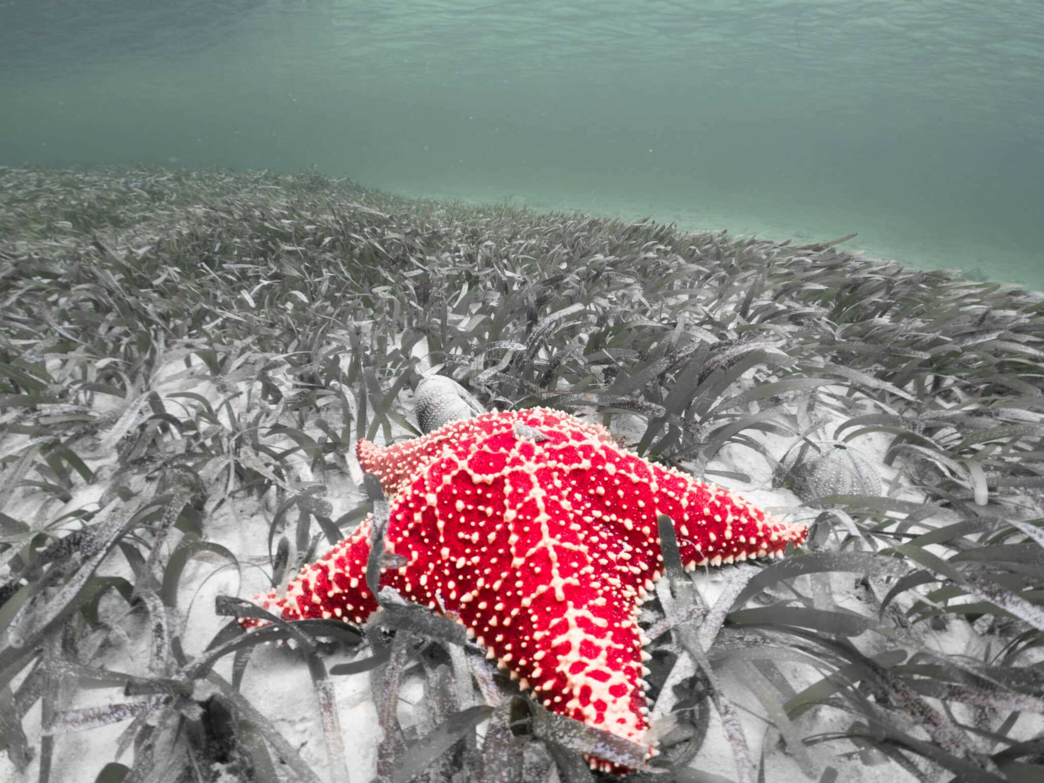 starfish on sea grass bed