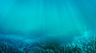 Scientists Solve Ocean ‘Carbon Sink’ Puzzle