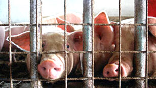 How Factory Farming Contributes to Global Warming