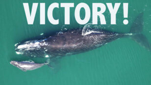 Obama Denies All Pending Permits for Seismic Airgun Blasting in Atlantic Ocean