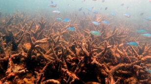 Great Barrier Reef Suffers Worst Coral Die-Off on Record