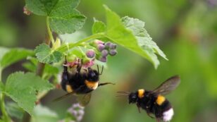 Conservation and Science Leaders Demand Protection of Wild Bumblebees