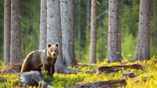 Mountain-Dwelling Species Losing Habitats Rapidly, Study Finds