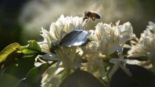 Coffee and Cocoa Plants Especially at Risk From Pollinator Losses