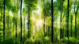 Summer Solstice Triggers Mass, Synchronized European Beech Tree Reproduction, Study Finds