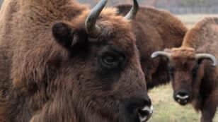 Reintroduction of 170 European Bison Could Help Remove CO2 Equivalent of 43,000 Cars, Study Finds