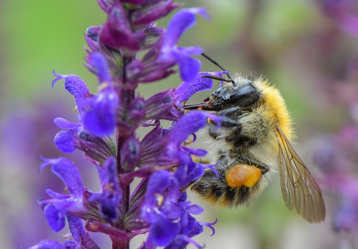 A bumblebee looks for nectar on a plant in a garden in Brandenburg, Sieversdorf, Germany