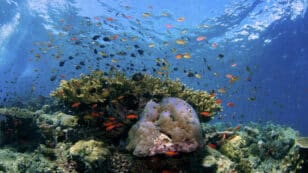 Coral Scientist Predicts Massive Bleaching Events in 2024