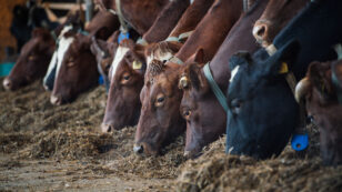 Feeding Cows Seaweed Could Reduce Methane Emissions Significantly, Study Finds