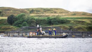 Salmon Farming’s Dirty Business