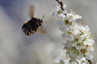 Bees Can Learn, Remember, Think and Make Decisions – Here’s a Look at How They Navigate the World