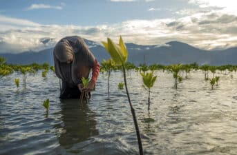 Half of Global Mangroves Are at Risk of Collapsing, IUCN Warns