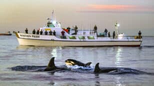 Orcas Spotted in Northeastern Pacific Ocean Could Be New Population