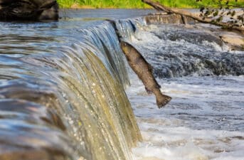 Migrating Freshwater Fish Populations Have Declined 81% Since 1970, Report Finds