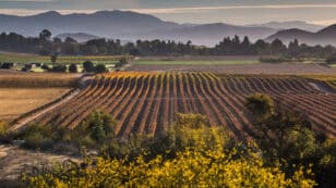 ‘Climate Change Is Changing the Geography of Wine,’ Study Finds