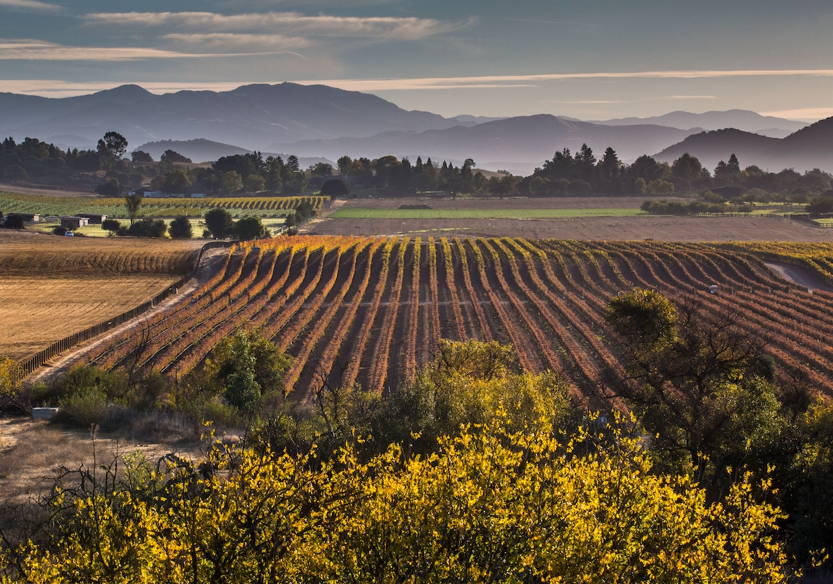 Aerial view of vineyards in Santa Barbara County's wine country in Solvang, California