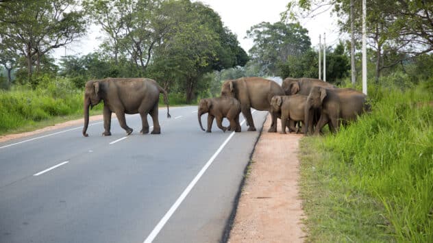 First-of-Its-Kind Handbook Helps Protect Endangered Asian Elephants From Roads and Railways