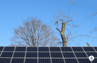 solar panel roof in front of empty trees